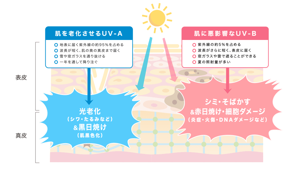 肌を老化させるUV-A→光老化(シワ・たるみなど)＆黒日焼け(肌黒色化)。肌に悪影響なUV-B→シミ・そばかす＆赤日焼け・細胞ダメージ(炎症・火傷・DNAダメージなど)